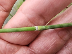 Equisetum laevigatum