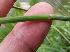 Equisetum laevigatum