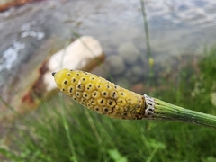 Equisetum laevigatum