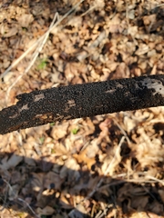 Rosellinia corticium