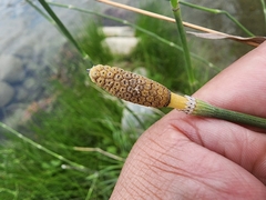 Equisetum laevigatum
