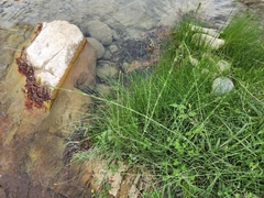 Equisetum laevigatum