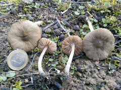 Pluteus cinereofuscus