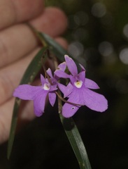 Epidendrum centropetalum