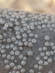 Rosellinia corticium