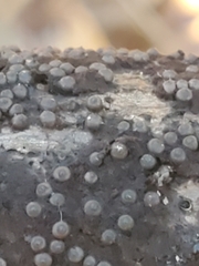 Rosellinia corticium