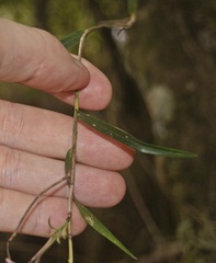Epidendrum centropetalum