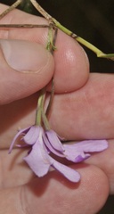 Epidendrum centropetalum