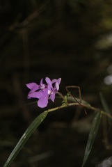 Epidendrum centropetalum