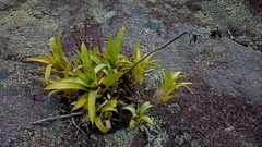 Vriesea freicanecana