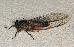 Yoyetta landsboroughi