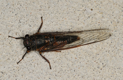 Yoyetta landsboroughi