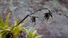 Vriesea freicanecana