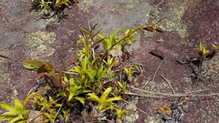 Vriesea freicanecana