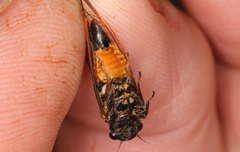 Yoyetta landsboroughi