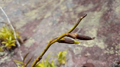 Vriesea freicanecana