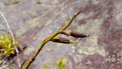 Vriesea freicanecana