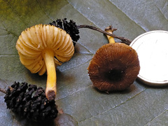 Pluteus romellii