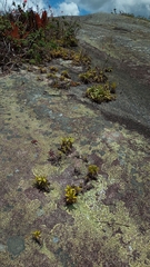 Vriesea freicanecana