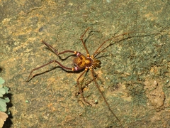 Gonyleptoidea