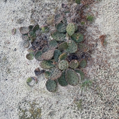 Opuntia humifusa