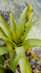Vriesea freicanecana