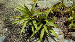 Vriesea freicanecana
