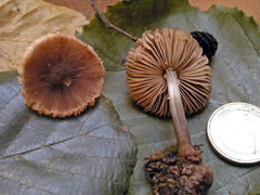 Pluteus thomsonii