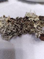 Platismatia tuckermanii