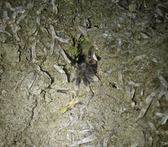 Megaphobema mesomelas