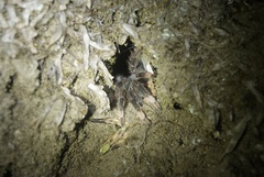 Megaphobema mesomelas