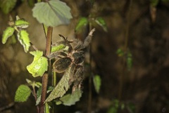 Megaphobema mesomelas