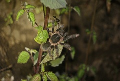 Megaphobema mesomelas