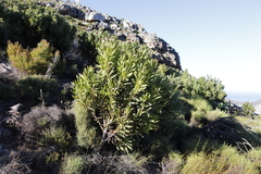 Protea lepidocarpodendron