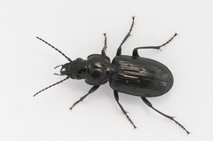 Pterostichus aterrimus