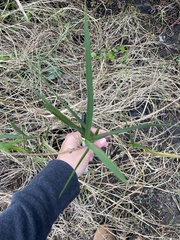 Panicum repens