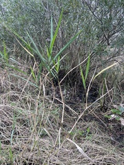 Panicum repens