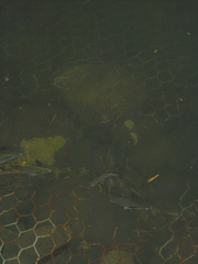 Ellochelon vaigiensis