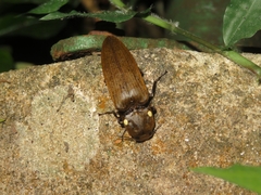 Pyrophorus