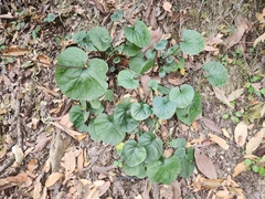 Packera coahuilensis