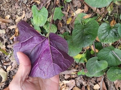 Packera coahuilensis