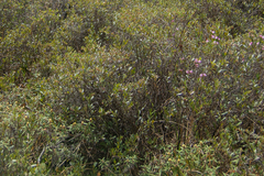 Kalmia polifolia