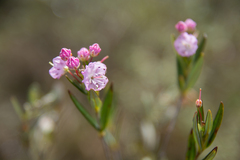 Kalmia polifolia