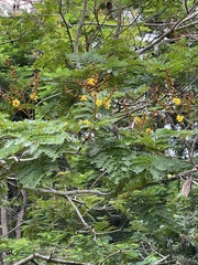 Peltophorum pterocarpum