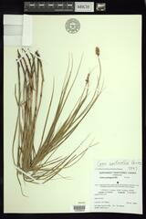 Carex sartwellii