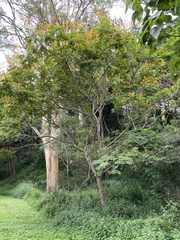 Peltophorum pterocarpum