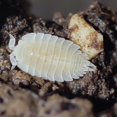 Platyarthrus hoffmannseggii