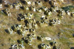 Amphibalanus improvisus