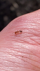 Solenopsis saevissima