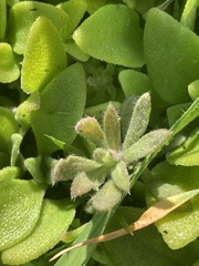 Tomostima cuneifolia